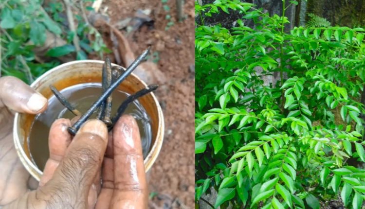 curry-leves-growing-1-1