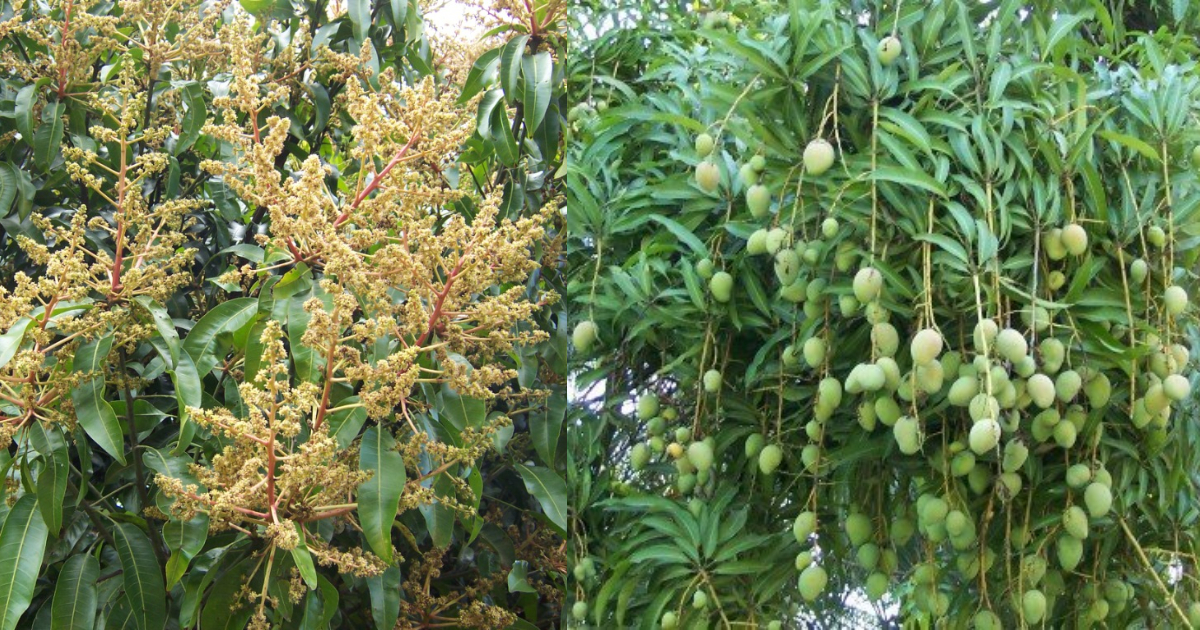 mangotree flowering