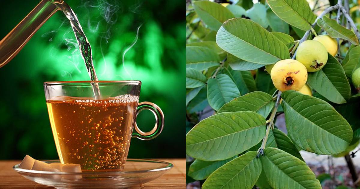 guava leaves tea
