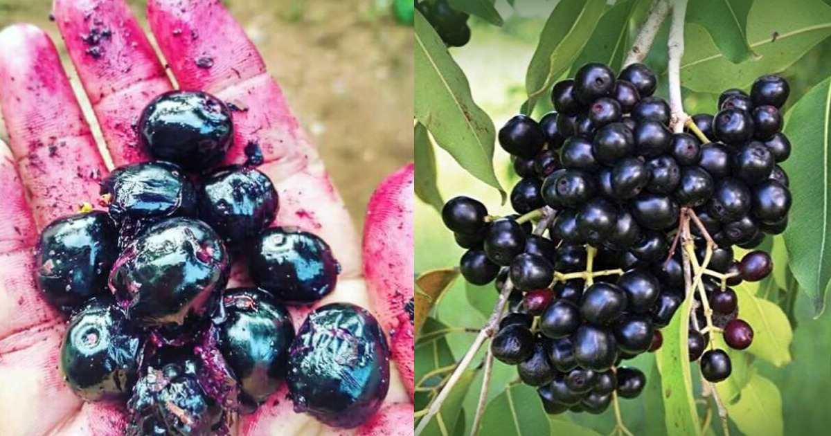 Benefits of Jamun Fruit
