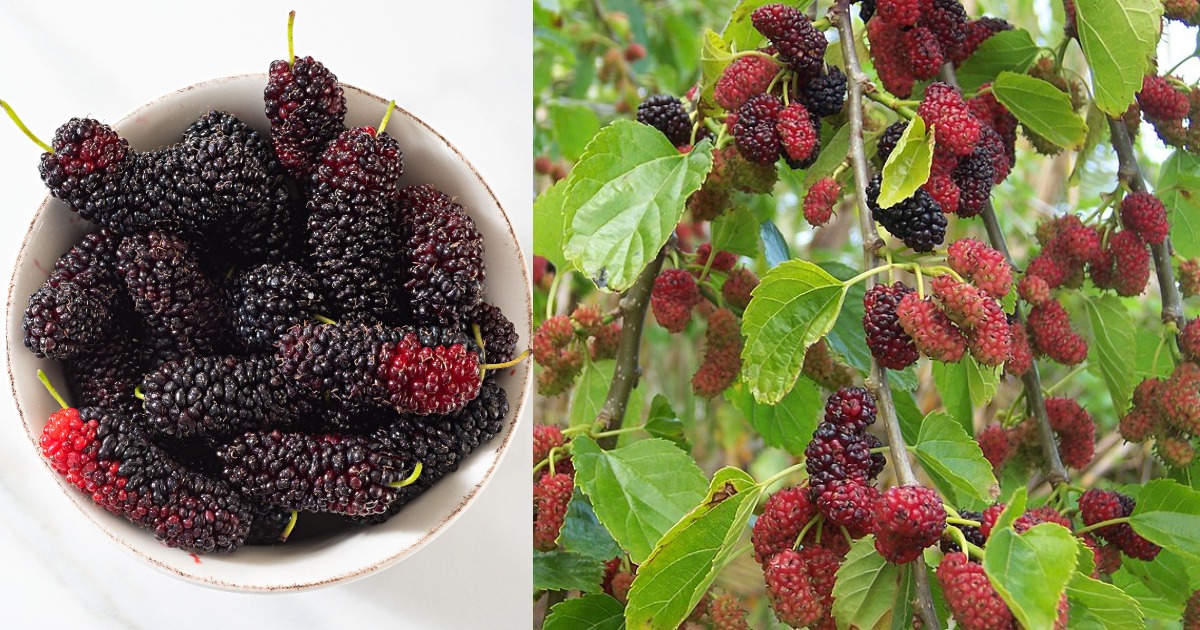 mulberry benifits