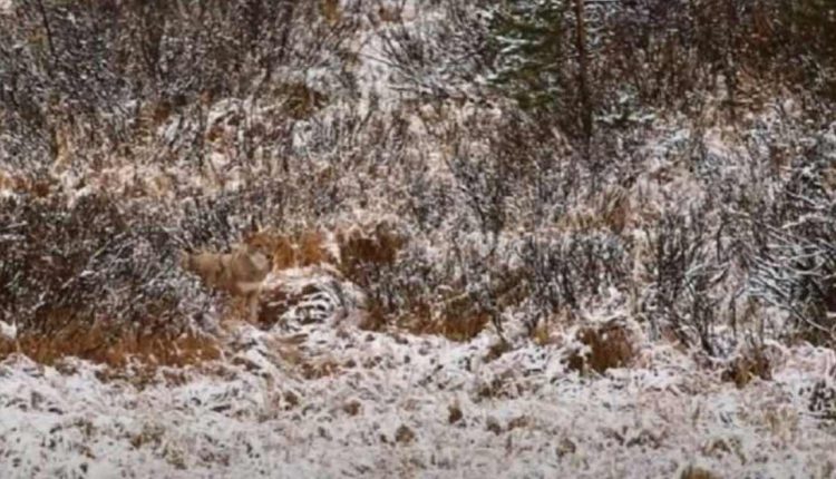 Optical Illusion Can you spot hidden wolf in the snow