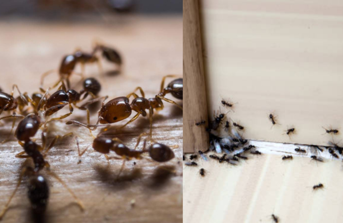 ants in your home