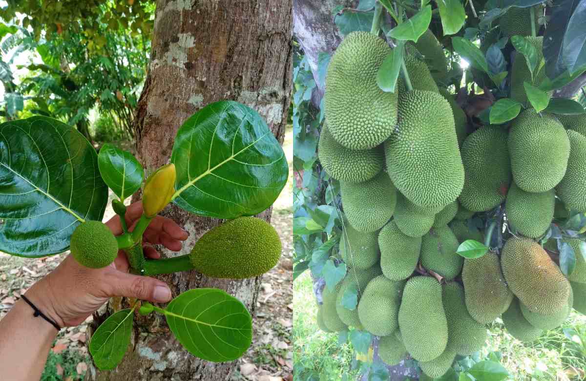 Jackfruit Cultivation Tips