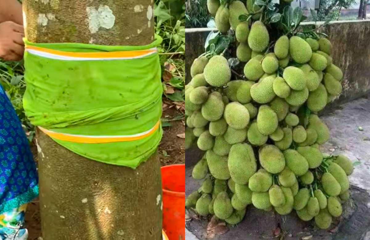 Jackfruit Growing Tips
