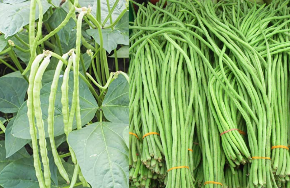 long beans cultivation tips