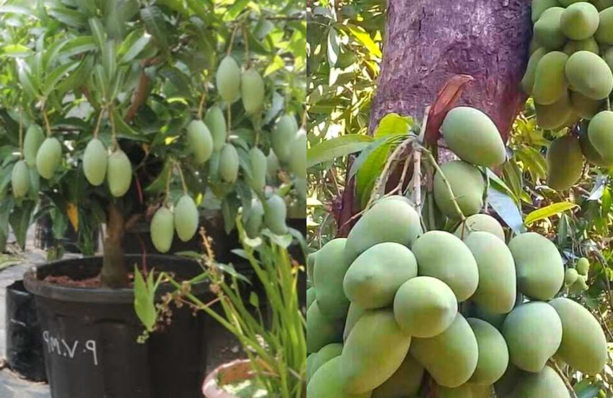 mango tree cultivation tips