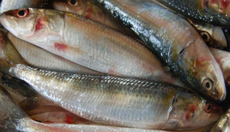 Easy-Sardine-cleaning-tip