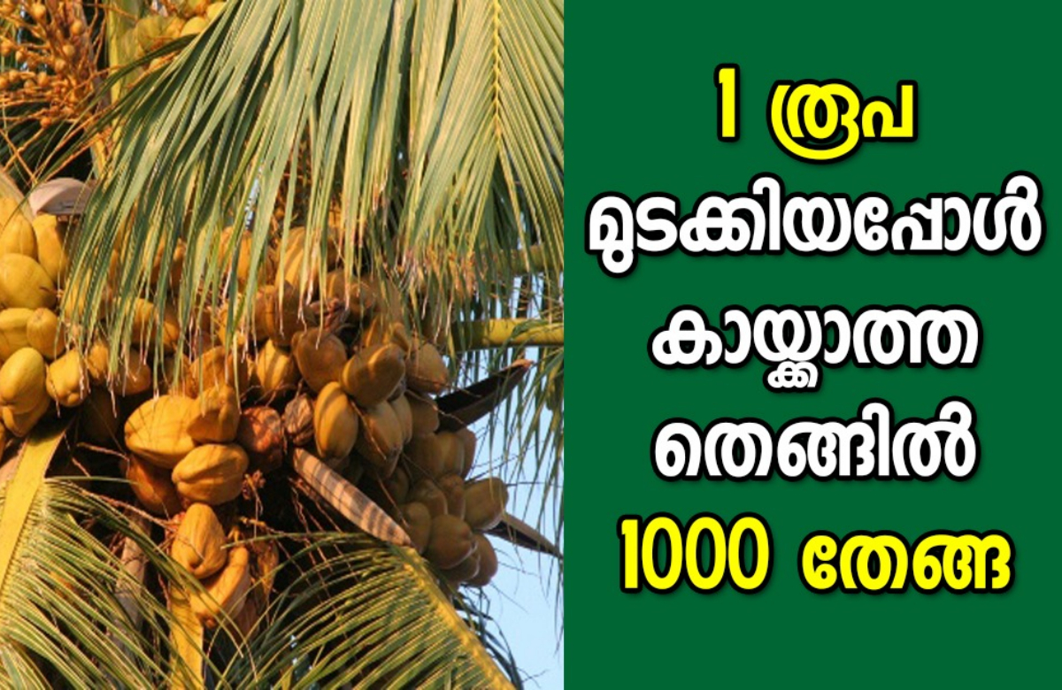Coconut Tree Cultivation Tips malayalam