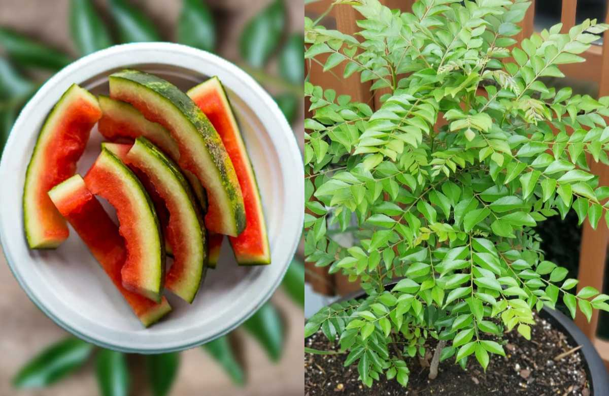 Curry Leaves Cultivation Tips Using Watermelon Peels Malayalam