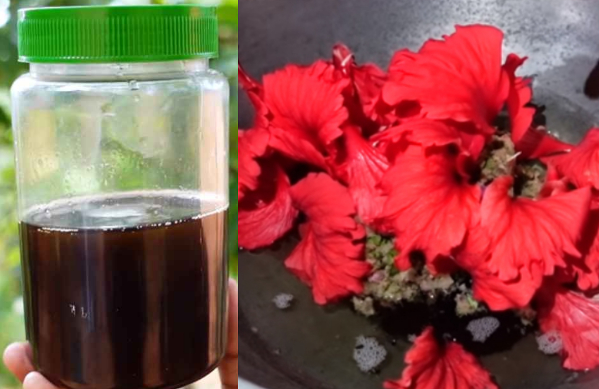 Hibiscus Hairoil For Fast Hair Growth