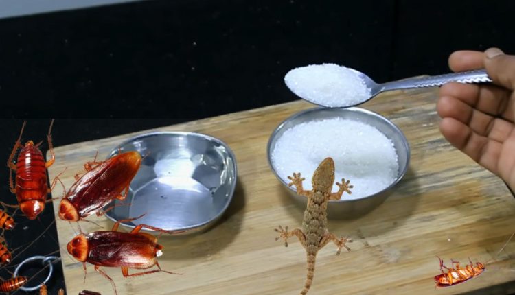 Lizard-And-Cockroach-killing-Methods