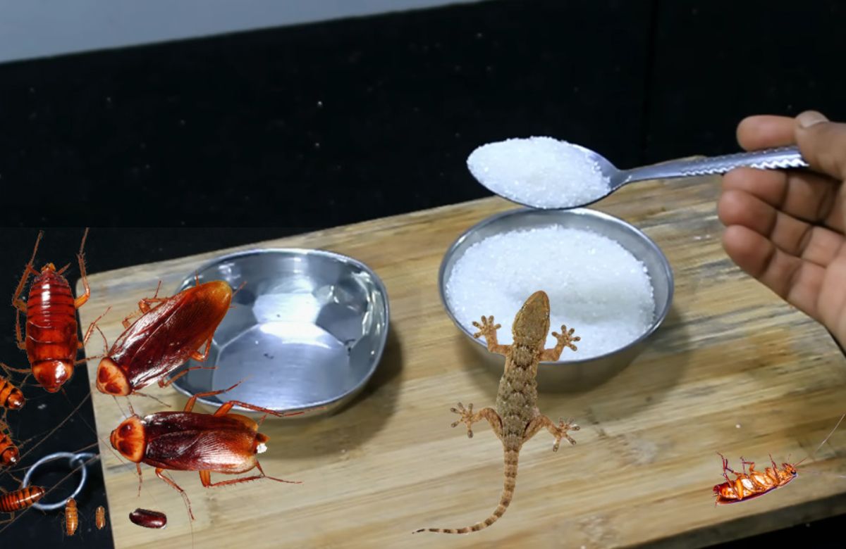 To Get Rid Of Lizard And Cockroach Using Sugar