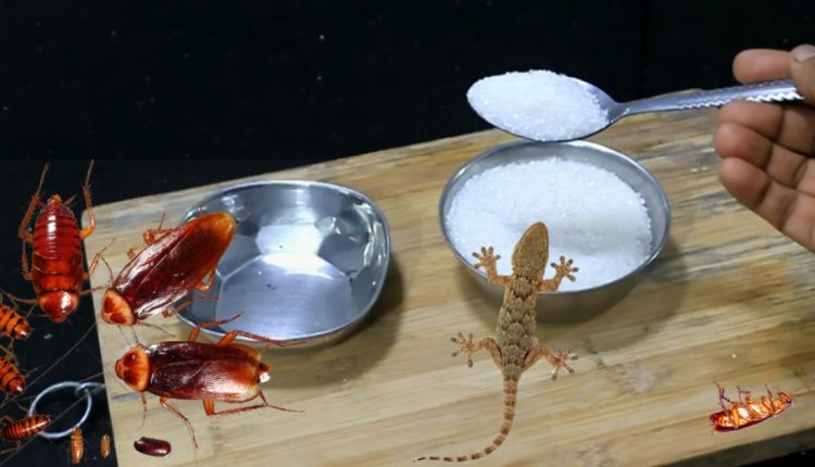tip To Get Rid Of Lizard And Cockroach Using Sugar