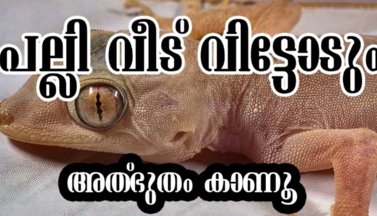 Home-Remedies-To-Get-Rid-Lizards-Malayalam