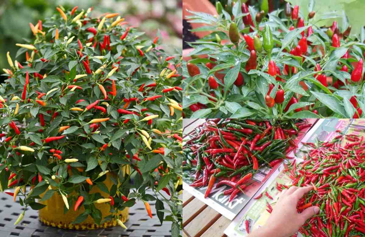 Kanthari chilli Cultivation tips