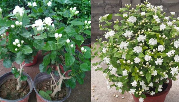 Kuttimulla Flowering Tips