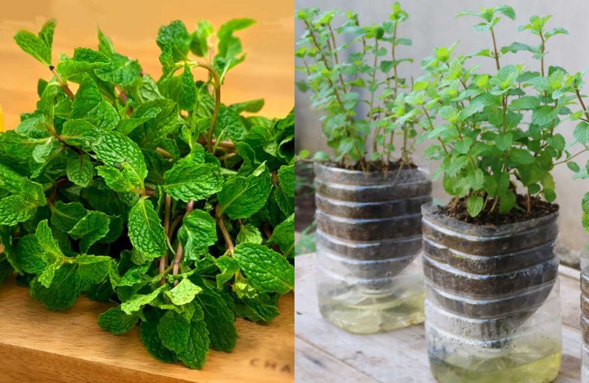 Mint leaves Cultivation