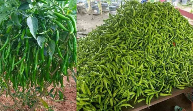 Pachamulaku-Krishi-Tips malayalam