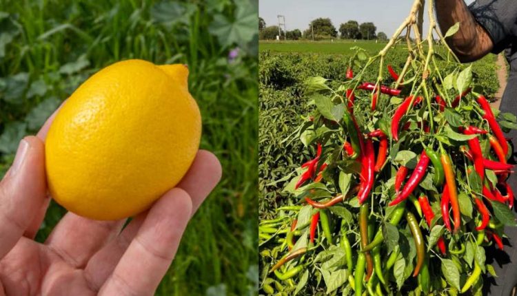 Pachamulaku-Krishi-Tips using lemon