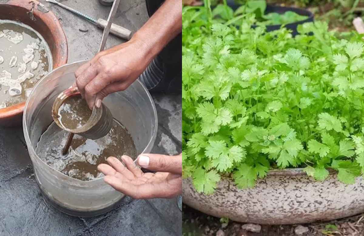 To Grow Coriander At Home