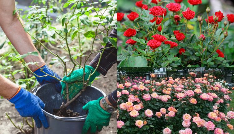 Best Fertlizer For Rose Plants