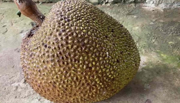 Easy Jackfruit Cleaning Tips