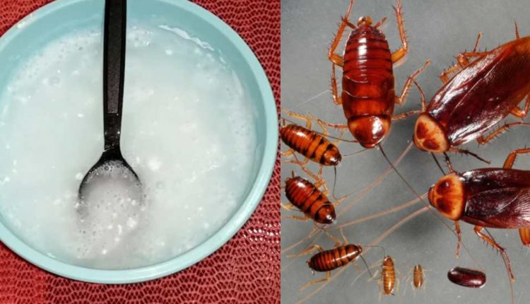Easy Tip To Get Rid Of Cockroach