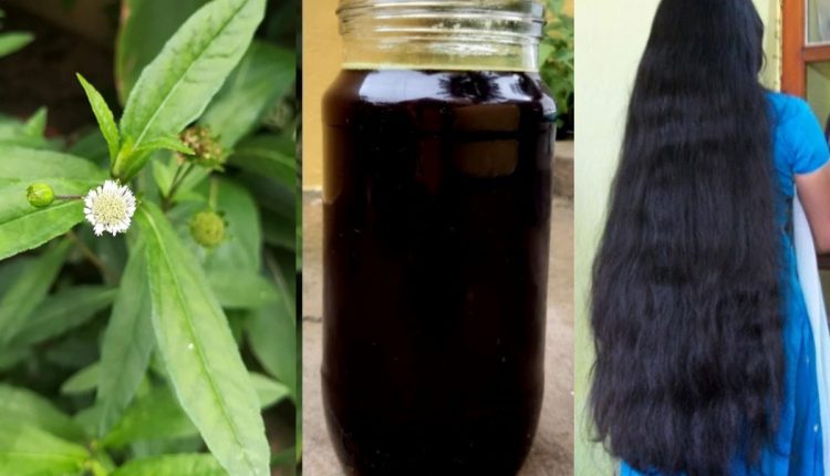 Homemade Bhringraj Hair oil For Hair Growth