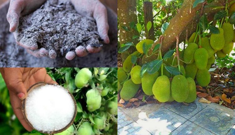 Jackfruit Tree Cultivation Tips