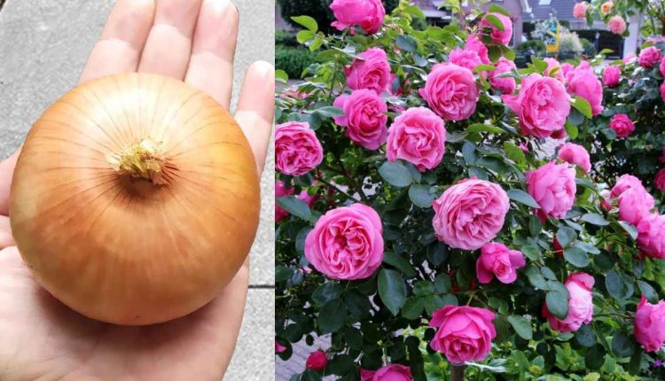 Onion Fertilizer For Rose Plant