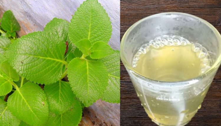 Panikoorka Ila Vellam Benifits