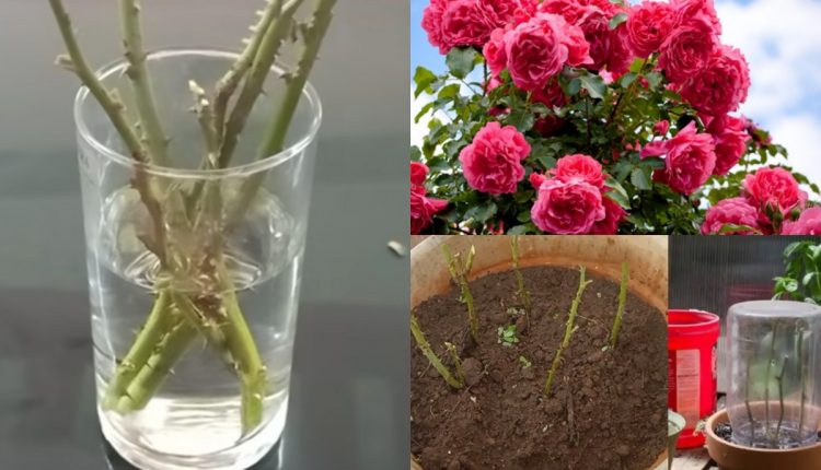 Tip To Grow Roses From Cuttings
