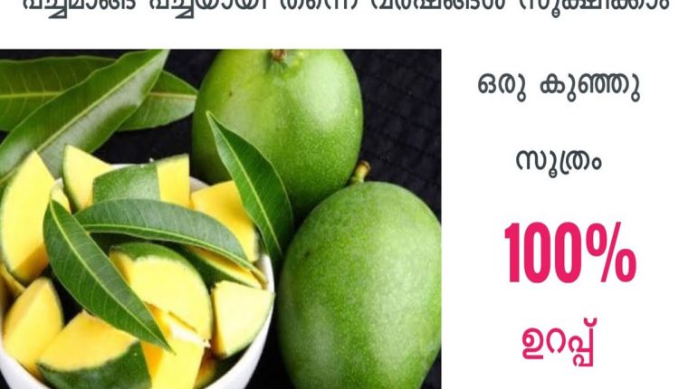 Tip To Preserve Mango For Long Time