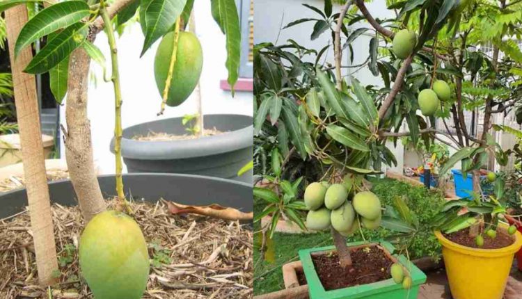 mango-tree-fast-flowering-tips