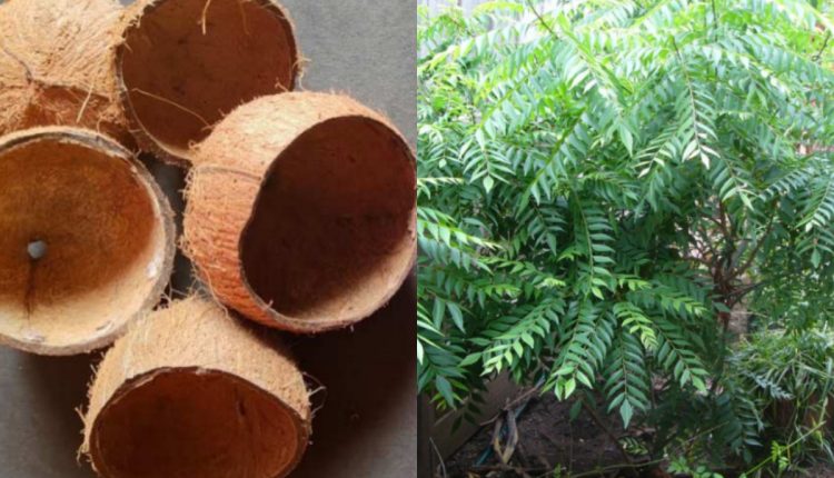 Curry leaves Cultivation Tips using Coconut Shell