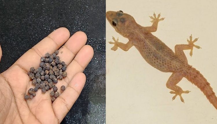 Easy Tip To Get Rid of Lizards