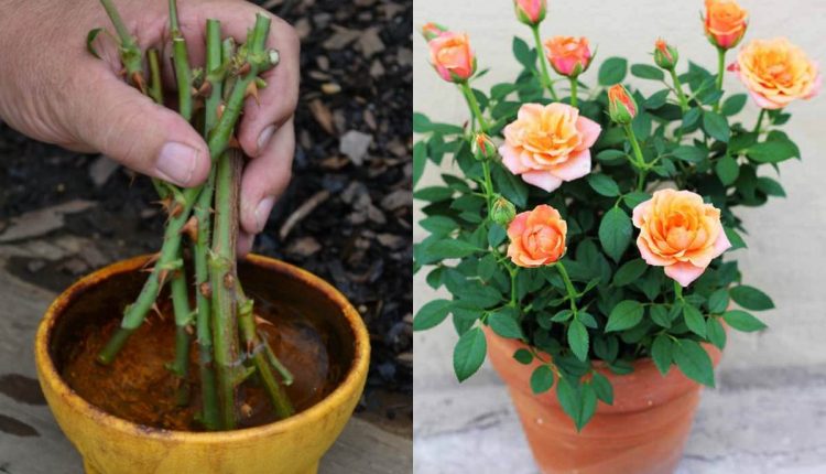 Easy Tip To Grow Rose Root From Cuttings