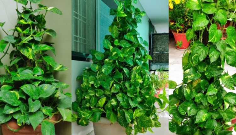 Money Plant Cultivation Tips