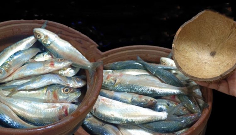 Sardine Cleaning Tip Using Coconut Shell