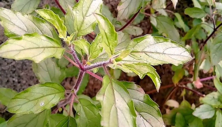 Thulasi Chedi Health Benifits