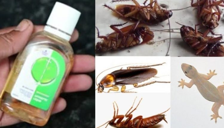 Tip To Get Rid Of Pests Using Dettol