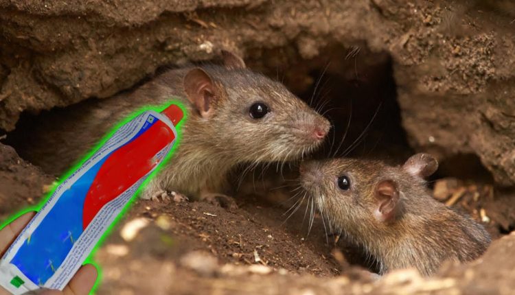 Tip To Get Rid of Rats Using Paste