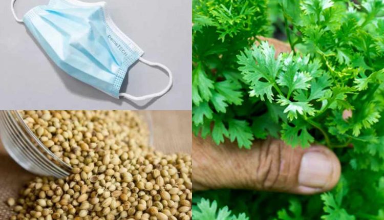Tip To Grow Coriander at Home