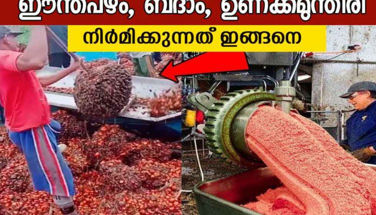 Dry Fruits Factory Process Video