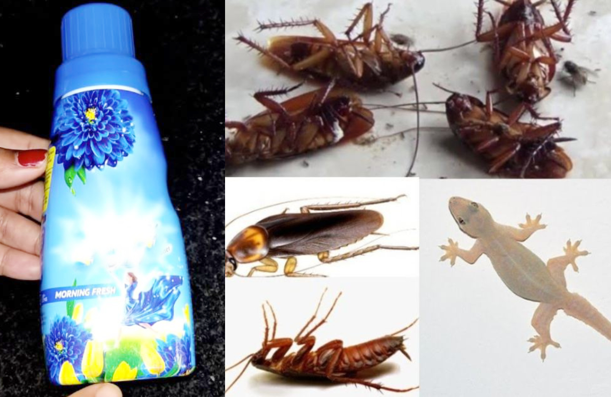 കംഫേർട്ട് കൊണ്ട് ഇങ്ങനെ ചെയ്താൽ മാത്രം മതി.!! പല്ലി, പാറ്റ, ഈച്ച