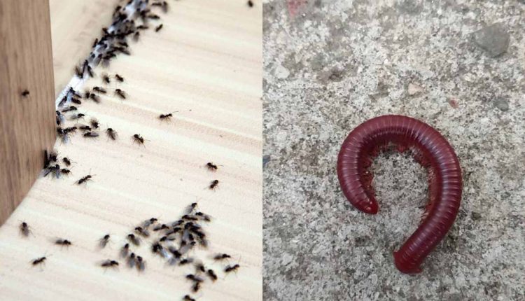 Tip To Get Rid of Insects Using Vineger