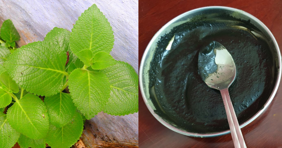 എത്ര നരച്ച മുടിയും കറുപ്പിക്കാൻ ഈ ഒരു ഇല മാത്രം മതി.!! ഒറ്റ തവണ കൊണ്ട്