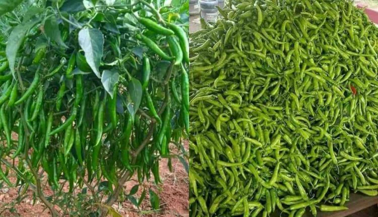 Easy Pachamulaku Krishi Tips