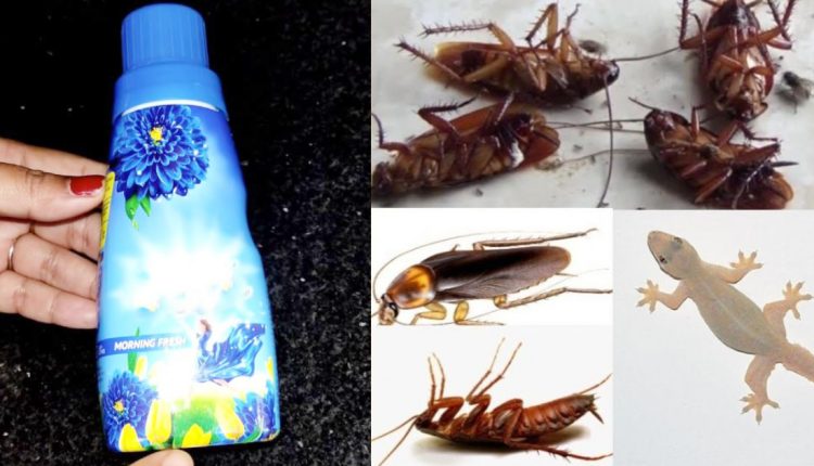 To Get Rid Of Pets Using Comfort (2)